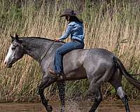 western-riding-quarter-horse