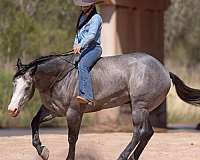 grey-all-around-horse