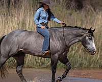 grey-quarter-horse-gelding