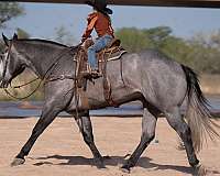 working-cattle-quarter-horse