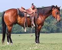 athletic-quarter-horse