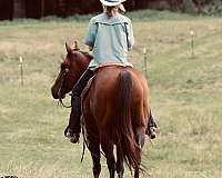 ranch-work-quarter-horse