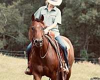 rodeo-quarter-horse