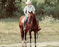 roping-quarter-horse