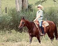 team-penning-quarter-horse