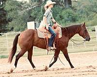 trail-riding-quarter-horse