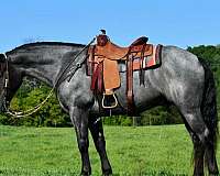 athletic-draft-horse