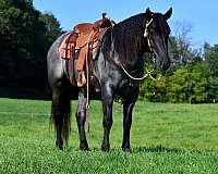 companion-draft-horse