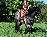 flashy-draft-horse