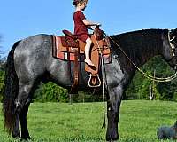 parade-draft-horse