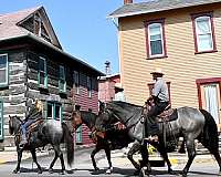 ranch-versatility-draft-horse