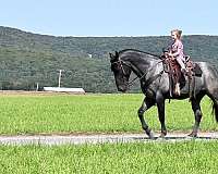 ranch-work-draft-horse