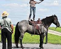 show-draft-horse