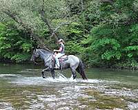 blue-roan-draft-gelding