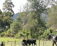 western-riding-draft-horse