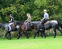 working-cattle-draft-horse