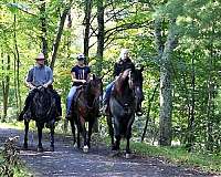 blue-roan-all-around-horse