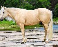 athletic-quarter-horse