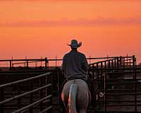 ranch-versatility-quarter-horse