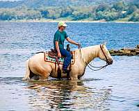 ranch-work-quarter-horse