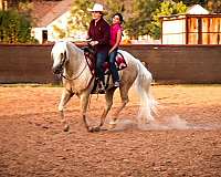 roping-quarter-horse