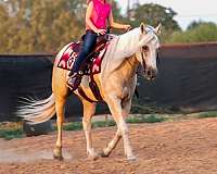 western-riding-quarter-horse