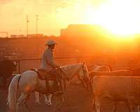 palomino-athletic-horse