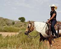 ranch-versatility-paint-horse