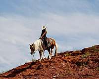 working-cattle-paint-horse