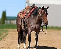 athletic-quarter-horse