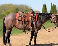 calf-roping-quarter-horse