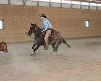 ranch-versatility-quarter-horse