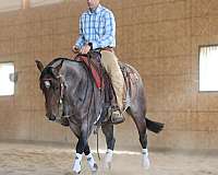 ranch-work-quarter-horse