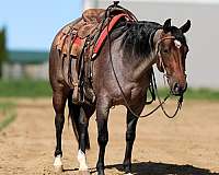 show-quarter-horse