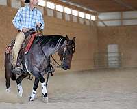 western-riding-quarter-horse