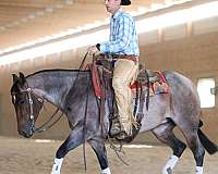 working-cattle-quarter-horse