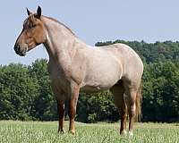 red-roan-percheron-for-sale