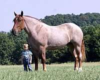 red-roan-percheron-horse