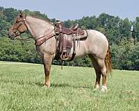 all-around-percheron-horse