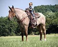 red-roan-percheron