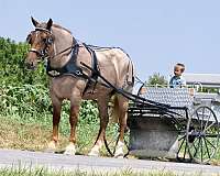 athletic-percheron-horse