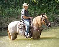 cross-percheron-horse