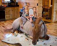 draft-percheron-horse