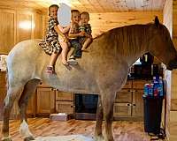 driving-percheron-horse