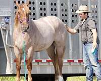 flashy-percheron-horse