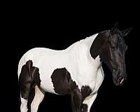 draft-horse