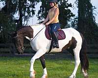 flashy-draft-horse