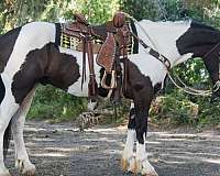 parade-draft-horse