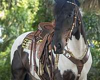 performance-draft-horse