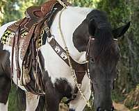 ranch-work-draft-horse